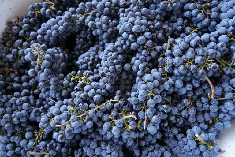 22179770 1846244999019458 4758335248745047585 o