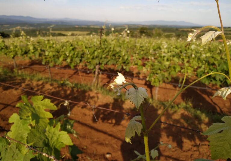 60466647 2216444441999510 4040359830806855680 n