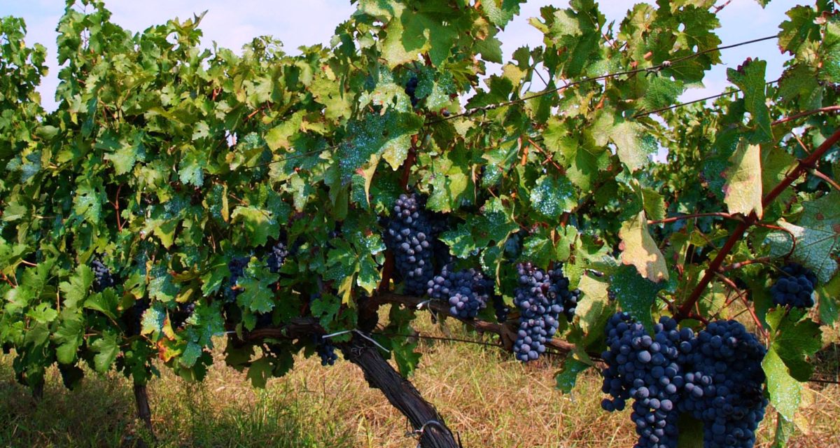 18358800 658151047719149 6384515919400232255 o