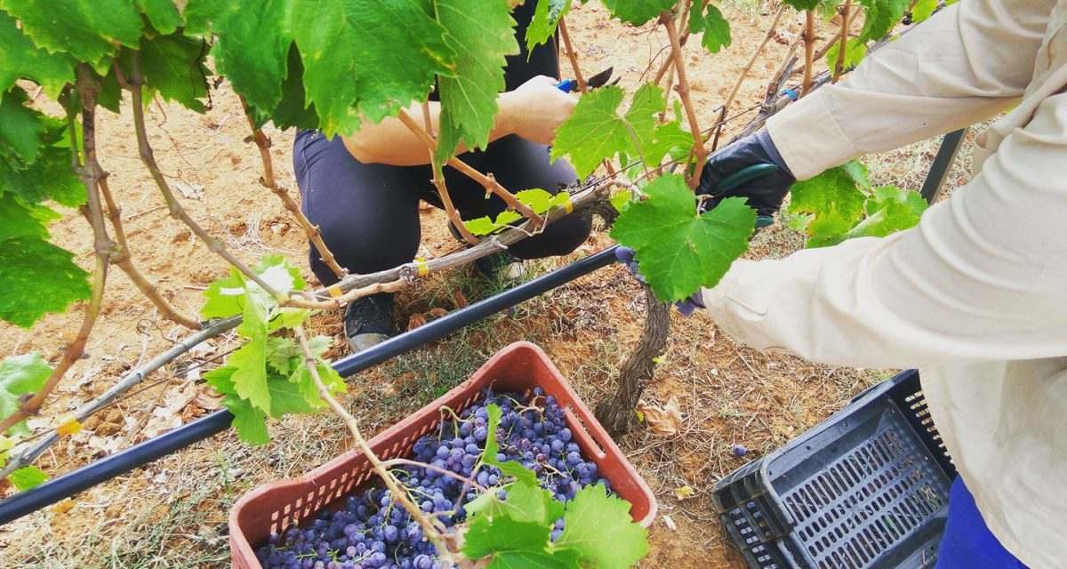 21688143 1841910036119621 2281957349791974270 o