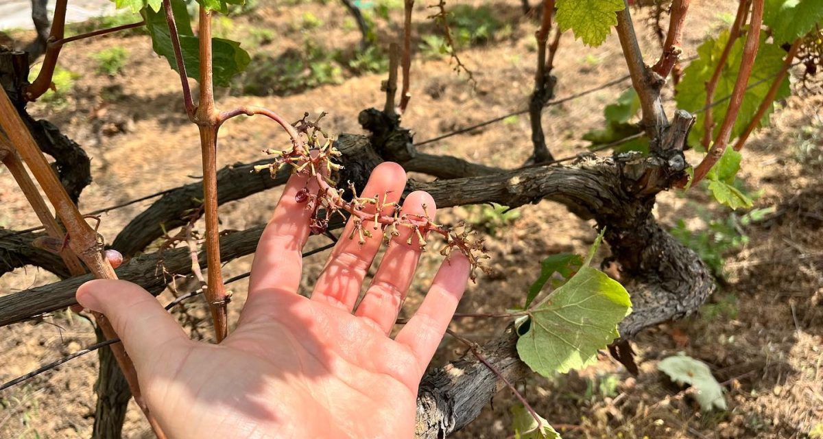 472841218 1414125622975684 812782538409216418 n