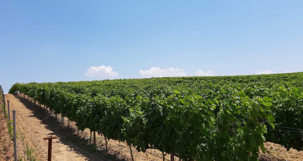 64918076 2296203110693021 3316186554669465600 n