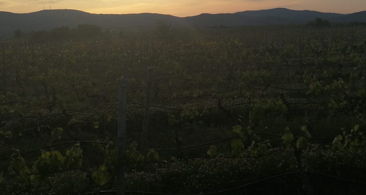 96774013 101128618274204 5557131882191126528 n