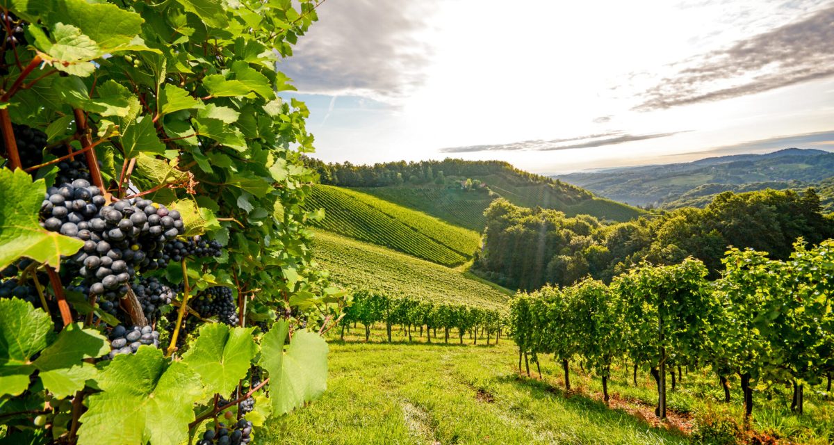 vineyard 2048x1365 1